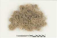 藏品(岸生泥炭蘚)的圖片